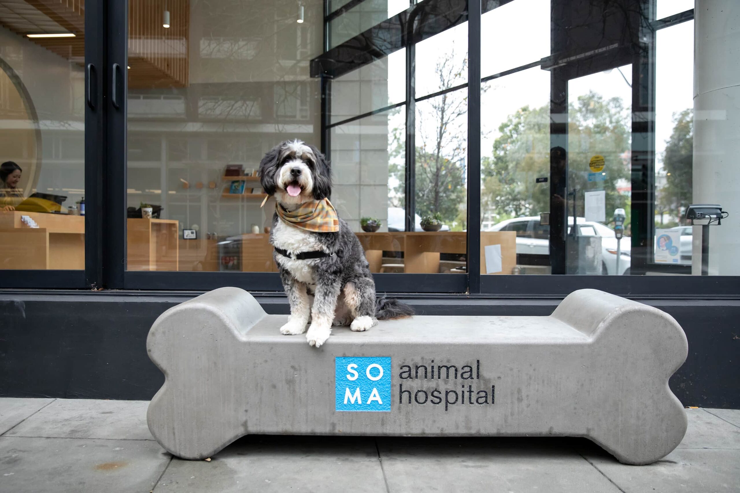 A dog sits on a bone-shaped bench outside of the SOMA Animal Hospital in Mission Bay, CA